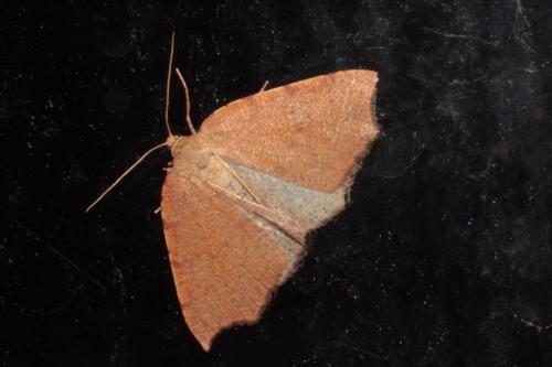 Toulgoetia cauteriata